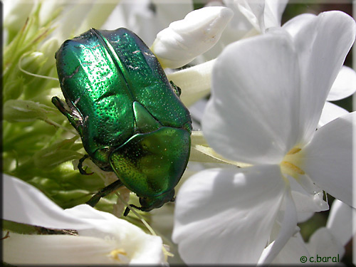 Cétoine dorée, Cetonia aurata