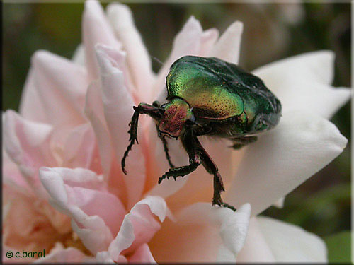 Cetonia aurata apprécie les roses