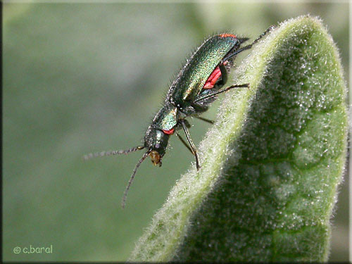 Malachie à deux points, Malachius bipustulatus Malachie à deux points, Malachius bipustulatus