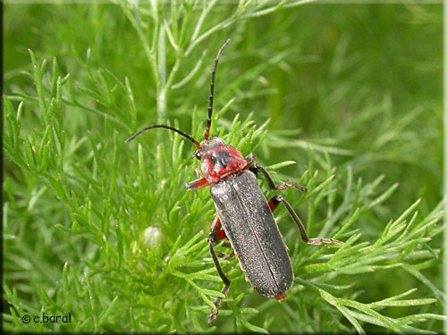 Téléphore moine, Cantharis rustica
