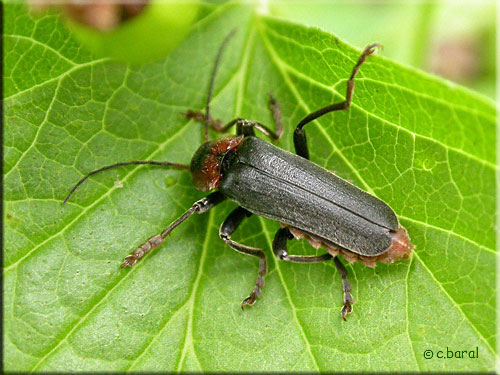 Téléphore sombre, Cantharis fusca