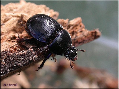 Anoplotrupes stercorosus Anoplotrupes stercorosus