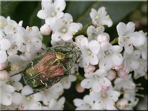 Cetonia aurata, Cétoine dorée