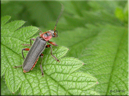 Cantharis rustica, Téléphore moine
