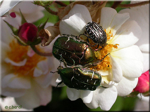 Oxythyrea funesta est beaucoup plus petite que Cetonia aurata Cetonia aurata et Oxythyrea funesta
