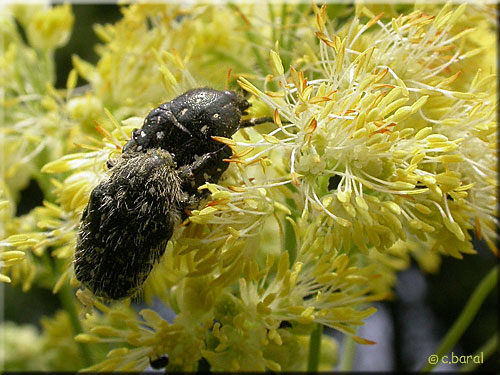 Oxythyrea funesta : un sujet jeune et un plus âgé Oxythyrea funesta