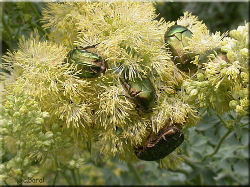 Cetonia aurata sur Thalictrum