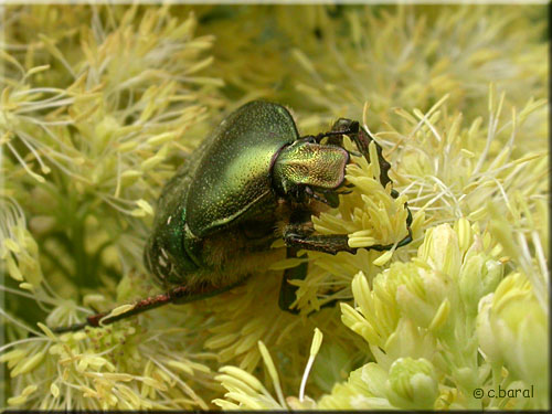Cétoine dorée, Cetonia aurata