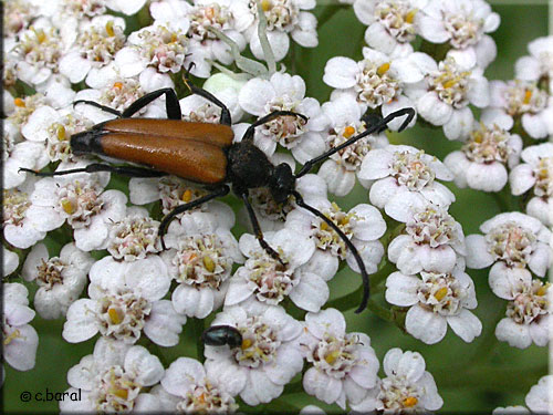 Paracorymbia fulva, Lepture fauve