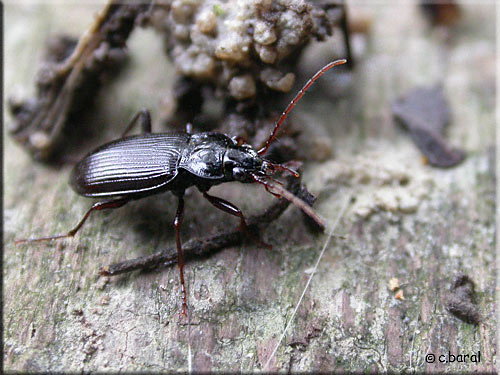 Nébrie à cou bref, Nebria brevicollis Nébrie, Nebria brevicollis,