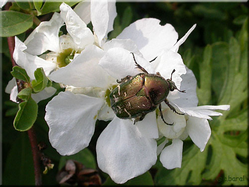 Cetonia aurata, Cétoine dorée