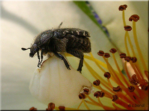 Jeune Oxythyrea funesta Jeune Oxythyrea funesta