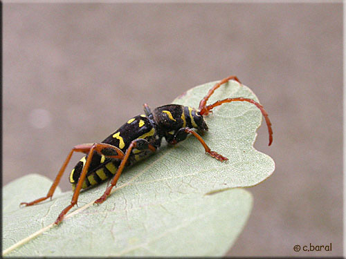  Plagionotus arctuatus, Clyte