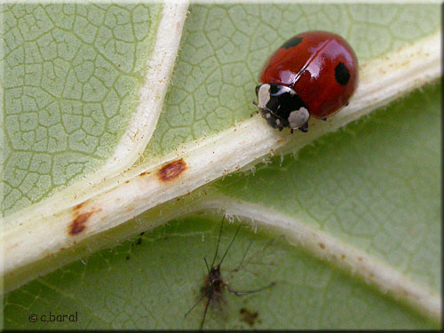 Coccinelle à 2 points, Adalia bipunctata