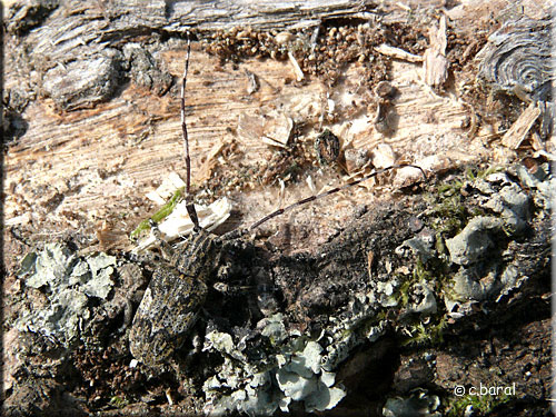Mesosa nebulosa , Mèsose Mesosa nebulosa, Mèsose