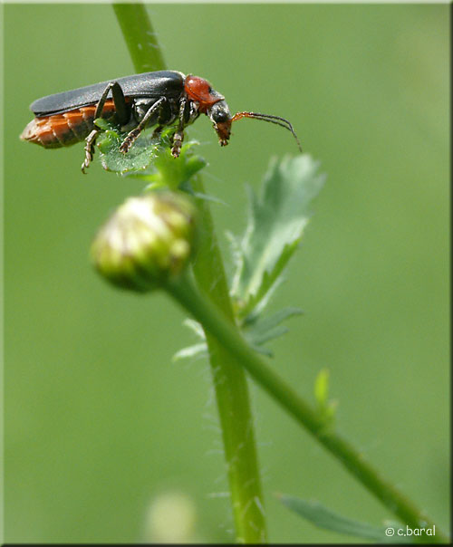Téléphore sombre, Cantharis fusca