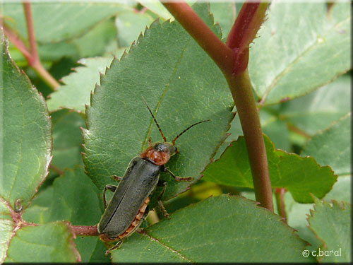 Téléphore sombre, Cantharis fusca