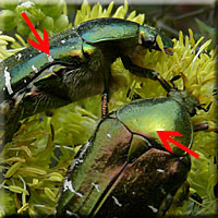 Caractres de Cetonia aurata