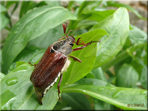 Melolontha melolontha, Hanneton commun
