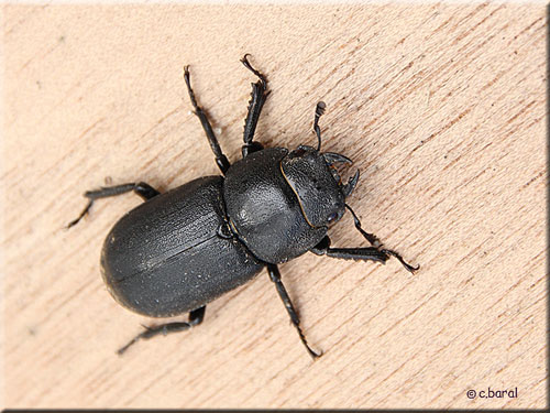Dorcus parallelipipedus femelle
