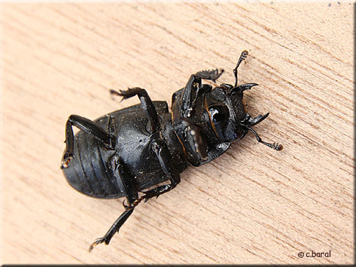 Face ventrale de Dorcus parallelipipedus femelle