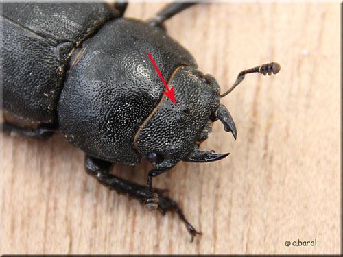 Tte de Dorcus parallelipipedus femelle
