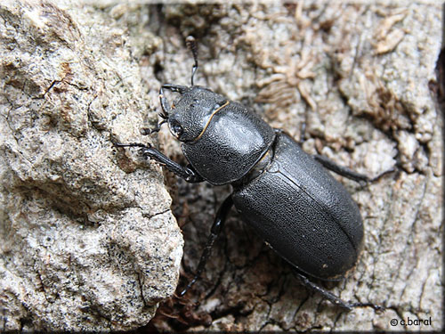Dorcus parallelipipedus femelle, Petite biche