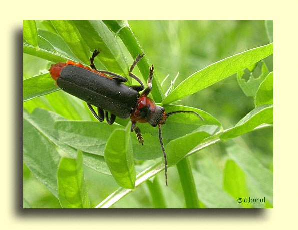 Cantharis fusca, Téléphore sombre