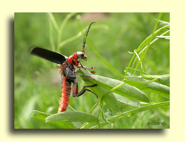 Cantharis rustica, Téléphore moine