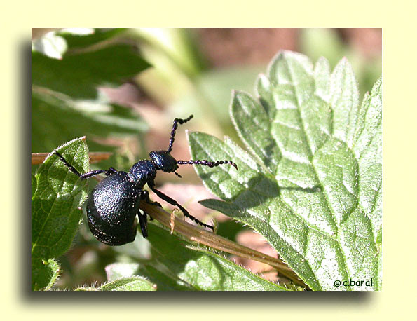 Meloe proscarabaeus, Méloé printanier