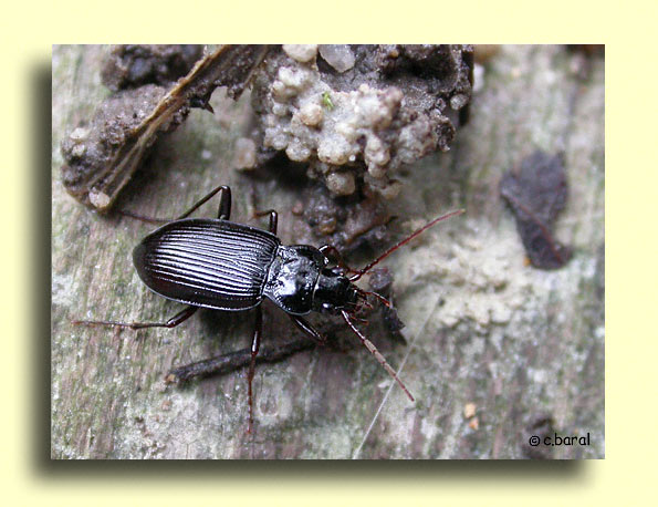 Nebria brevicollis, Nébrie