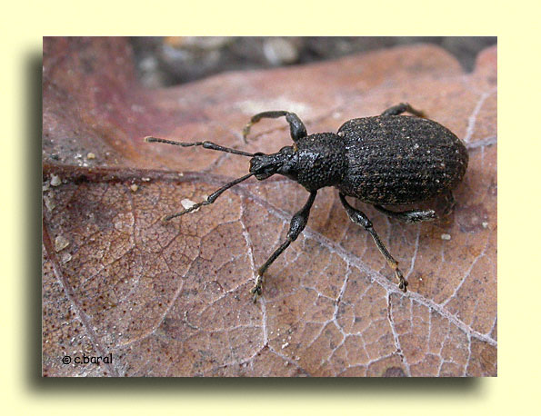 Otiorhynchus sulcatus, Otiorhynque