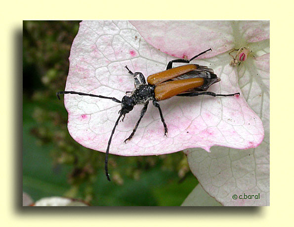 Paracorymbia fulva, Lepture fauve
