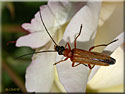 Oedemère ochracé, Oedemera podagrariae
