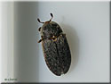 Dermeste de von Frisch, Dermestes frischii