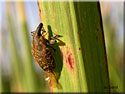 Phyllonomeus turbinatus