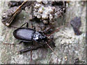 Nebrie, Nebria brevicollis