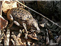 Liophloeus tessulatus