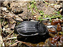 Silpha carinata, Silphe commun