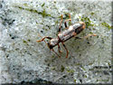 Opilo mollis