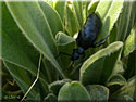 Meloe violaceus, Méloé violacé