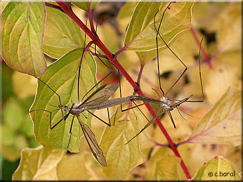 Accouplement de Tipules