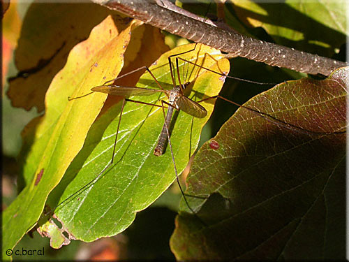 Tipule du chou mâle