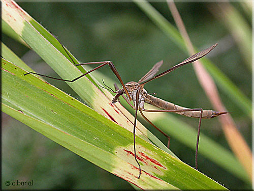 Tipule du chou femelle