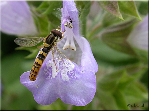 Mâle Sphaerophoria scripta