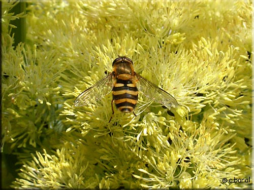 Syrphe du groseillier