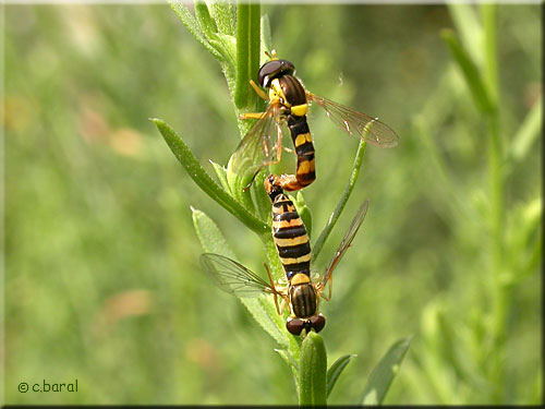 Couple de Sphaerophoria scripta
