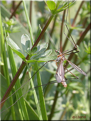 Tipula oleracea mâle, Tipule du chou