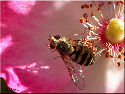 Syrphus ribesii