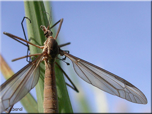 Nervation alaire de Tipula oleracea
